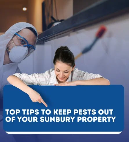 Top Tips to Keep Pests Out of Your Brighton Property